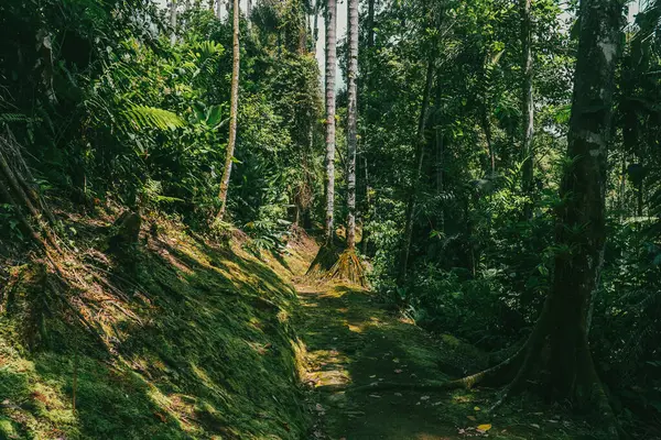 Tayrona Ulusal Parkı 'ndaki Kayıp Şehir' in doğal manzaraları. Santa Marta Magdalena, Kolombiya.