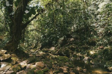 Tayrona Ulusal Parkı 'ndaki Kayıp Şehir' in doğal manzaraları. Santa Marta Magdalena, Kolombiya.
