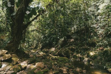 Tayrona Ulusal Parkı 'ndaki Kayıp Şehir' in doğal manzaraları. Santa Marta Magdalena, Kolombiya.