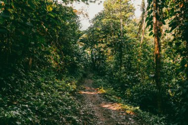 Tayrona Ulusal Parkı 'ndaki Kayıp Şehir' in doğal manzaraları. Santa Marta Magdalena, Kolombiya.