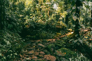 Tayrona Ulusal Parkı 'ndaki Kayıp Şehir' in doğal manzaraları. Santa Marta Magdalena, Kolombiya.