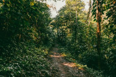 Tayrona Ulusal Parkı 'ndaki Kayıp Şehir' in doğal manzaraları. Santa Marta Magdalena, Kolombiya.