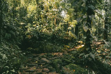 Tayrona Ulusal Parkı 'ndaki Kayıp Şehir' in doğal manzaraları. Santa Marta Magdalena, Kolombiya.