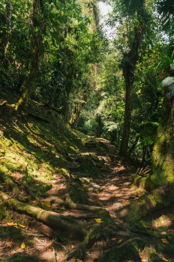 Tayrona Ulusal Parkı 'ndaki Kayıp Şehir' in doğal manzaraları. Santa Marta Magdalena, Kolombiya.