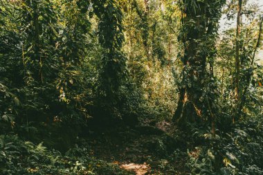 Tayrona Ulusal Parkı 'ndaki Kayıp Şehir' in doğal manzaraları. Santa Marta Magdalena, Kolombiya.