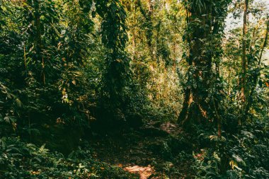 Tayrona Ulusal Parkı 'ndaki Kayıp Şehir' in doğal manzaraları. Santa Marta Magdalena, Kolombiya.