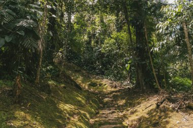 Tayrona Ulusal Parkı 'ndaki Kayıp Şehir' in doğal manzaraları. Santa Marta Magdalena, Kolombiya.