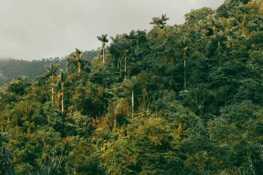 Tayrona Ulusal Parkı 'ndaki Kayıp Şehir' in doğal manzaraları. Santa Marta Magdalena, Kolombiya.