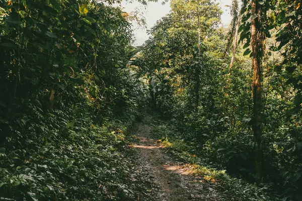 Tayrona Ulusal Parkı 'ndaki Kayıp Şehir' in doğal manzaraları. Santa Marta Magdalena, Kolombiya.