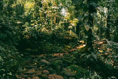 Tayrona Ulusal Parkı 'ndaki Kayıp Şehir' in doğal manzaraları. Santa Marta Magdalena, Kolombiya.