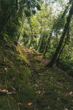Tayrona Ulusal Parkı 'ndaki Kayıp Şehir' in doğal manzaraları. Santa Marta Magdalena, Kolombiya.