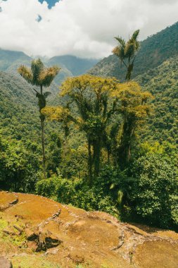 Tayrona Ulusal Parkı 'ndaki Kayıp Şehir' in doğal manzaraları. Santa Marta Magdalena, Kolombiya.