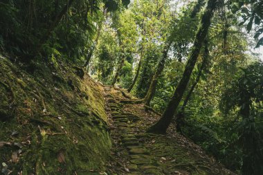 Tayrona Ulusal Parkı 'ndaki Kayıp Şehir' in doğal manzaraları. Santa Marta Magdalena, Kolombiya.
