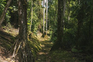 Tayrona Ulusal Parkı 'ndaki Kayıp Şehir' in doğal manzaraları. Santa Marta Magdalena, Kolombiya.