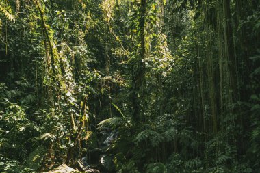 Tayrona Ulusal Parkı 'ndaki Kayıp Şehir' in doğal manzaraları. Santa Marta Magdalena, Kolombiya.