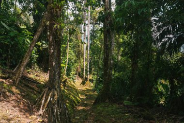 Tayrona Ulusal Parkı 'ndaki Kayıp Şehir' in doğal manzaraları. Santa Marta Magdalena, Kolombiya.