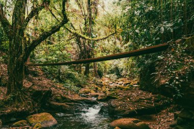 Tayrona Ulusal Parkı 'ndaki Kayıp Şehir' in doğal manzaraları. Santa Marta Magdalena, Kolombiya.