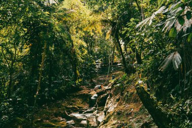 Tayrona Ulusal Parkı 'ndaki Kayıp Şehir' in doğal manzaraları. Santa Marta Magdalena, Kolombiya.
