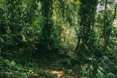 Tayrona Ulusal Parkı 'ndaki Kayıp Şehir' in doğal manzaraları. Santa Marta Magdalena, Kolombiya.