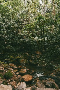 Tayrona Ulusal Parkı 'ndaki Kayıp Şehir' in doğal manzaraları. Santa Marta Magdalena, Kolombiya.