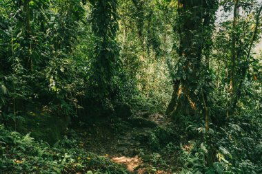 Tayrona Ulusal Parkı 'ndaki Kayıp Şehir' in doğal manzaraları. Santa Marta Magdalena, Kolombiya.