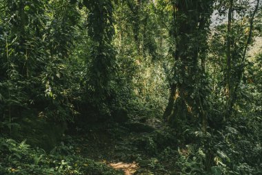 Tayrona Ulusal Parkı 'ndaki Kayıp Şehir' in doğal manzaraları. Santa Marta Magdalena, Kolombiya.