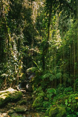 Tayrona Ulusal Parkı 'ndaki Kayıp Şehir' in doğal manzaraları. Santa Marta Magdalena, Kolombiya.
