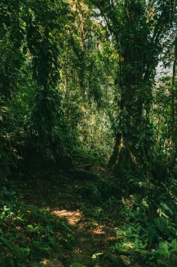 Tayrona Ulusal Parkı 'ndaki Kayıp Şehir' in doğal manzaraları. Santa Marta Magdalena, Kolombiya.