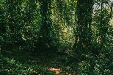 Tayrona Ulusal Parkı 'ndaki Kayıp Şehir' in doğal manzaraları. Santa Marta Magdalena, Kolombiya.