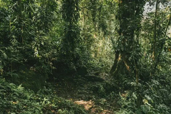 Tayrona Ulusal Parkı 'ndaki Kayıp Şehir' in doğal manzaraları. Santa Marta Magdalena, Kolombiya.
