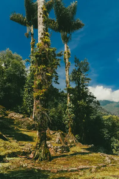 Tayrona Ulusal Parkı 'ndaki Kayıp Şehir' in doğal manzaraları. Santa Marta Magdalena, Kolombiya.