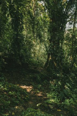 Tayrona Ulusal Parkı 'ndaki Kayıp Şehir' in doğal manzaraları. Santa Marta Magdalena, Kolombiya.