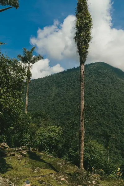 Tayrona Ulusal Parkı 'ndaki Kayıp Şehir' in doğal manzaraları. Santa Marta Magdalena, Kolombiya.