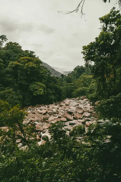 Tayrona Ulusal Parkı 'ndaki Kayıp Şehir' in doğal manzaraları. Santa Marta Magdalena, Kolombiya.