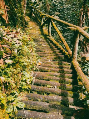 Köprüsü ve şelalesi olan güzel bir orman. Kolombiya.