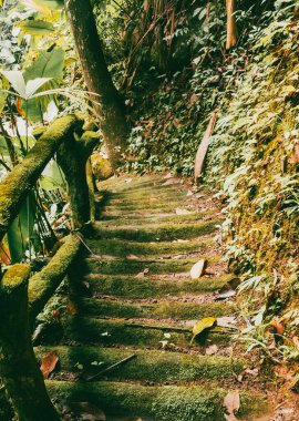 Köprüsü ve şelalesi olan güzel bir orman. Kolombiya.
