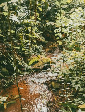 Köprüsü ve şelalesi olan güzel bir orman. Kolombiya.