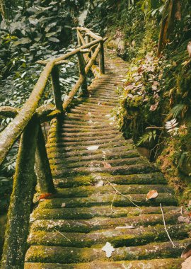 Köprüsü ve şelalesi olan güzel bir orman. Kolombiya.