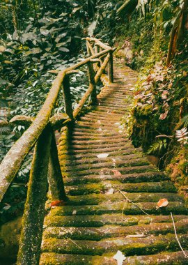 Köprüsü ve şelalesi olan güzel bir orman. Kolombiya.