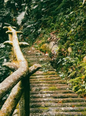 Köprüsü ve şelalesi olan güzel bir orman. Kolombiya.