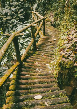 Köprüsü ve şelalesi olan güzel bir orman. Kolombiya.