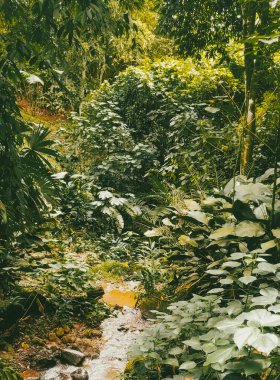 Köprüsü ve şelalesi olan güzel bir orman. Kolombiya.