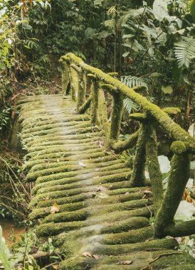 Köprüsü ve şelalesi olan güzel bir orman. Kolombiya.