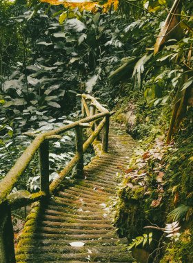 Köprüsü ve şelalesi olan güzel bir orman. Kolombiya.