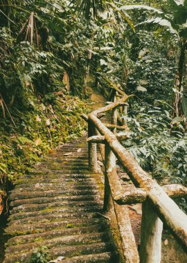 Köprüsü ve şelalesi olan güzel bir orman. Kolombiya.