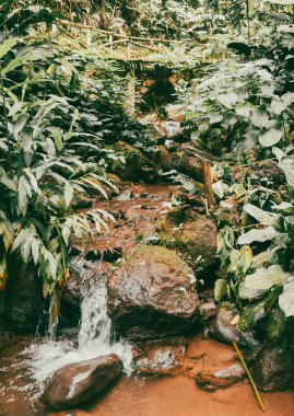Köprüsü ve şelalesi olan güzel bir orman. Kolombiya.