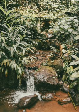 Köprüsü ve şelalesi olan güzel bir orman. Kolombiya.