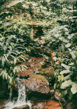 Köprüsü ve şelalesi olan güzel bir orman. Kolombiya.