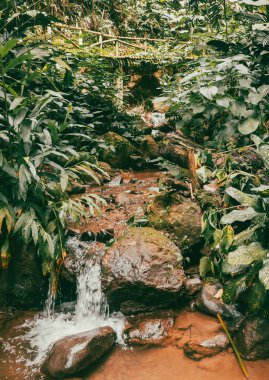 Köprüsü ve şelalesi olan güzel bir orman. Kolombiya.