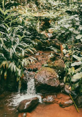 Köprüsü ve şelalesi olan güzel bir orman. Kolombiya.